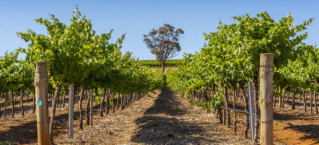 Kirrihill Wines vineyard 